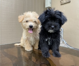 Morkie Puppy for Sale in HOLLYWOOD, Florida USA