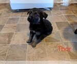 Small Photo #2 German Shepherd Dog Puppy For Sale in LUCERNE, IN, USA