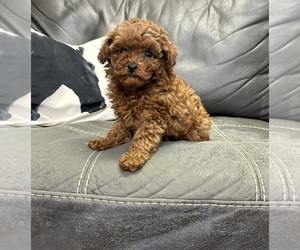 Poodle (Toy) Puppy for sale in RIPLEY, MS, USA