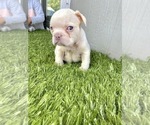 Small Photo #26 French Bulldog Puppy For Sale in TAMPA, FL, USA