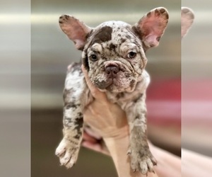 French Bulldog Puppy for sale in COLORADO SPRINGS, CO, USA