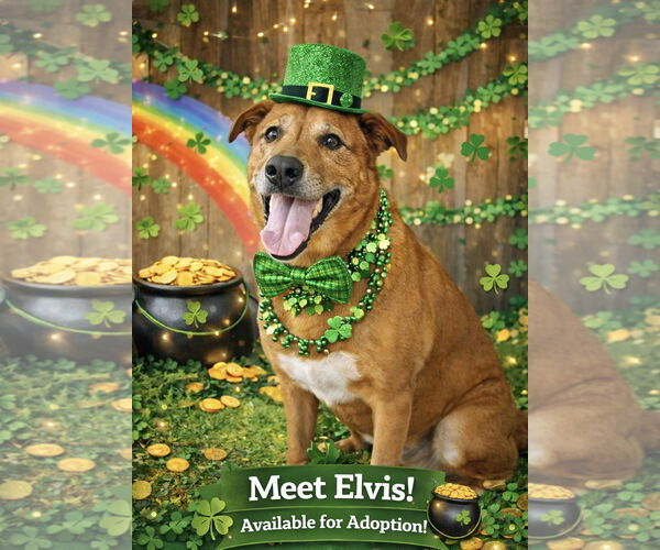 Medium Photo #2 Mutt Puppy For Sale in Garner, NC, USA