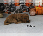 Small #2 Cavapoo