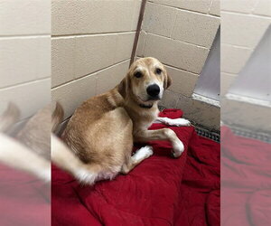 Labrador Retriever-Unknown Mix Dogs for adoption in Waco, TX, USA
