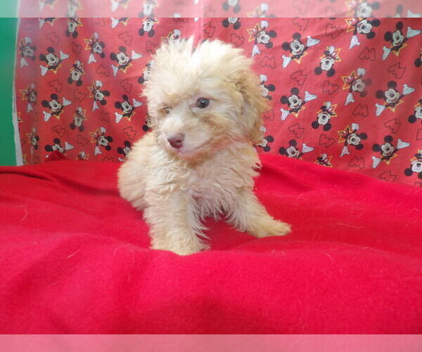 Medium Photo #5 F2 Aussiedoodle Puppy For Sale in PATERSON, NJ, USA
