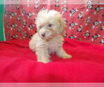 Small #4 F2 Aussiedoodle