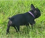 Small Photo #14 French Bulldog Puppy For Sale in TERRELL, TX, USA