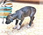 Small #2 Feist Terrier-Labrador Retriever Mix