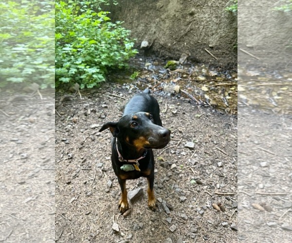 Medium Photo #5 Doberman Pinscher Puppy For Sale in Sandy, UT, USA