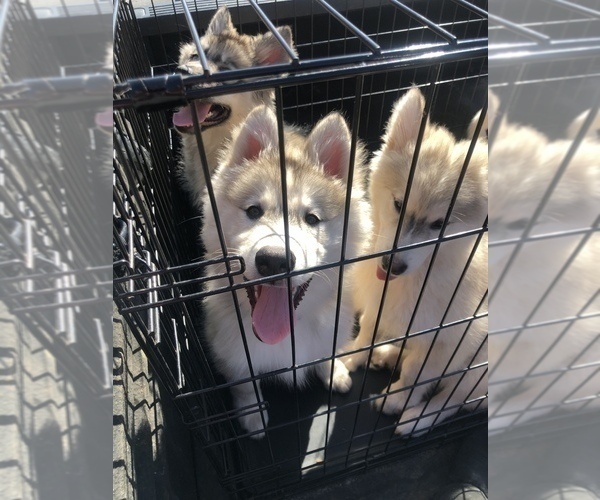Medium Photo #26 Wolf Hybrid Puppy For Sale in FILLMORE, LA, USA
