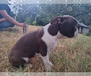 Boston Terrier Puppy for sale in REEDS SPRING, MO, USA
