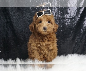 Goldendoodle (Miniature) Puppy for Sale in WARSAW, Indiana USA