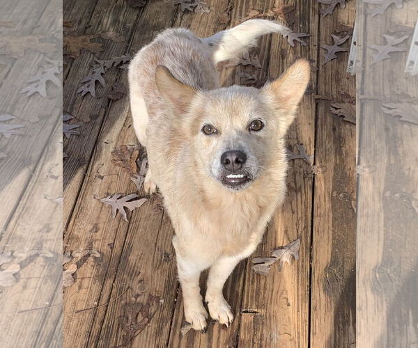 Medium Photo #7 Red Heeler-Unknown Mix Puppy For Sale in Harrison, AR, USA