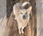 Small #6 Red Heeler Mix