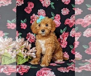 Goldendoodle (Miniature) Puppy for sale in COCHRANVILLE, PA, USA