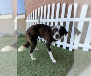 Border Collie-Unknown Mix Dogs for adoption in Modesto, CA, USA