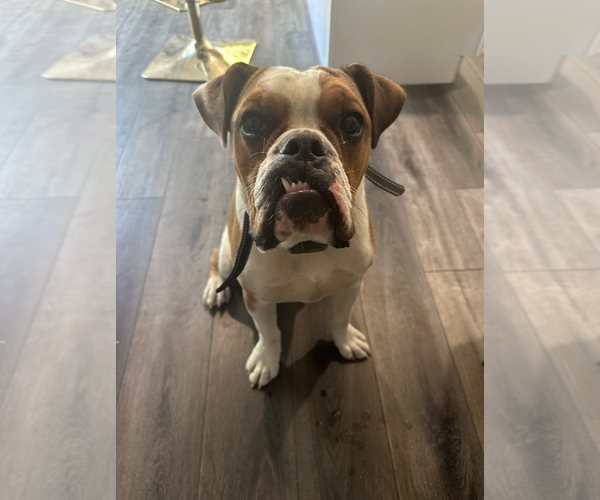 Medium Photo #3 Olde Bulldog Puppy For Sale in Marina Del Rey, CA, USA