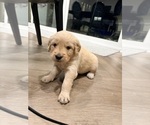 Small #17 Golden Retriever
