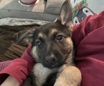 Small Photo #9 German Shepherd Dog Puppy For Sale in MERRITT IS, FL, USA