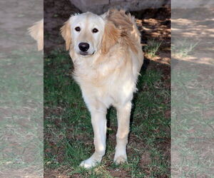 Golden Retriever Dogs for adoption in Glendale , AZ, USA