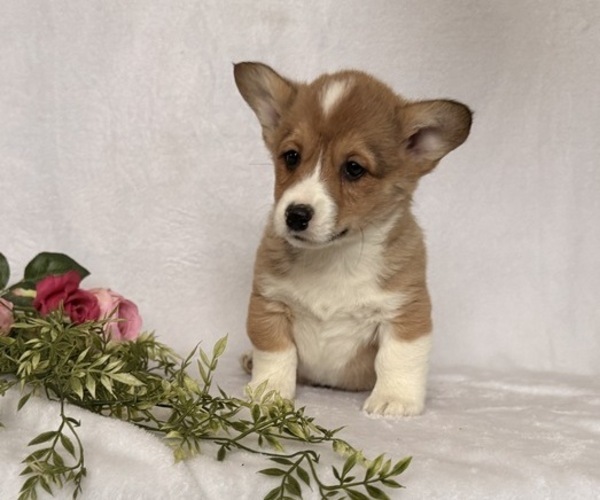 Medium Photo #5 Pembroke Welsh Corgi Puppy For Sale in STANLEY, WI, USA