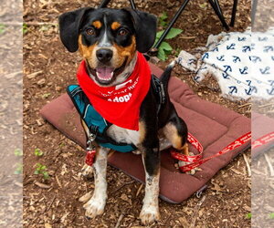 Roy - Male Mutt Dog for Adoption - Photo #23