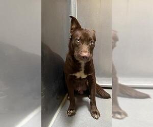 Border Collie-Unknown Mix Dogs for adoption in Modesto, CA, USA