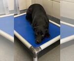 Small Labrador Retriever Mix