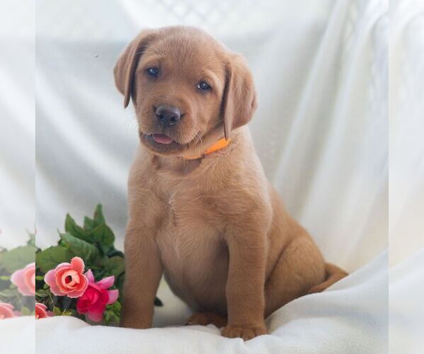Medium Photo #7 Labrador Retriever Puppy For Sale in GREEN PARK, PA, USA