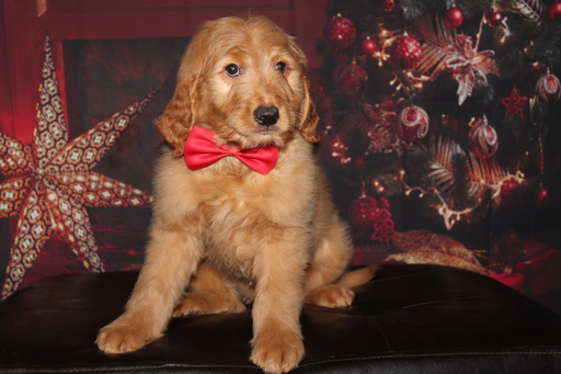 Medium Photo #3 Goldendoodle Puppy For Sale in LAKELAND, FL, USA