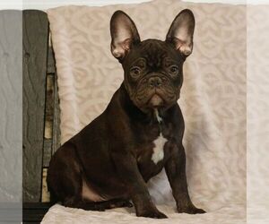 French Bulldog Puppy for sale in GAP, PA, USA