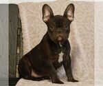 Small French Bulldog
