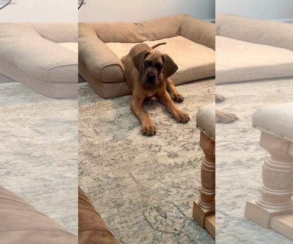 Medium Photo #4 Great Dane Puppy For Sale in Alexander, AR, USA