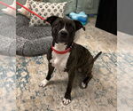 Small #8 American Pit Bull Terrier Mix