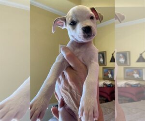 Boxador Dogs for adoption in Denton, TX, USA