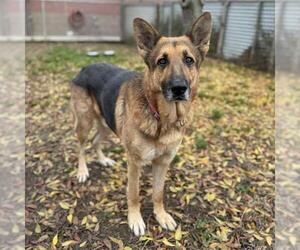 German Shepherd Dog Dogs for adoption in Modesto, CA, USA