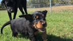 Small Photo #8 Gordon Setter Puppy For Sale in PADUCAH, KY, USA
