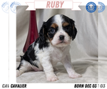 Puppy Ruby Cavalier King Charles Spaniel