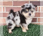 Small #14 Pomeranian