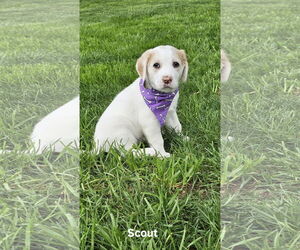 Great Pyrenees-Huskies  Mix Dogs for adoption in Croydon, NH, USA
