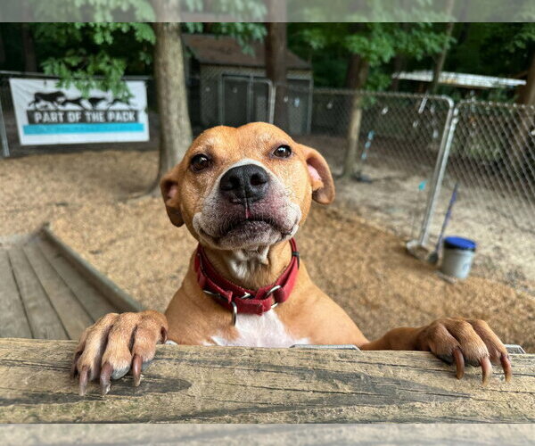 Medium Photo #13 Staffordshire Bull Terrier-Unknown Mix Puppy For Sale in Raleigh, NC, USA