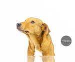 Small Photo #8 Mutt Puppy For Sale in Tuscaloosa, AL, USA