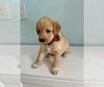 Small Photo #5 Aussiedoodle-Labradoodle Mix Puppy For Sale in BRYANTOWN, MD, USA
