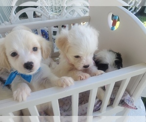 Maltese Puppy for sale in CUTLER BAY, FL, USA