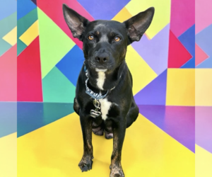 Mutt Dogs for adoption in Rockville, MD, USA
