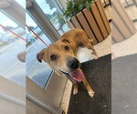 Small #1 Labrador Retriever Mix