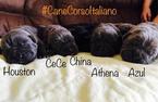 Small Photo #1 Cane Corso Puppy For Sale in INGLESIDE, TX, USA