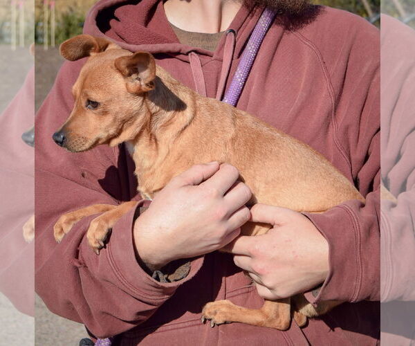 Medium Photo #4 Chihuahua Puppy For Sale in Huntley, IL, USA