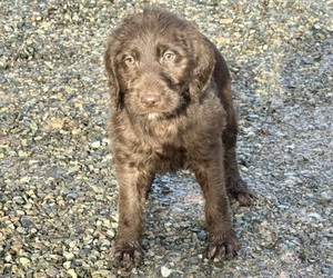 German Shorthaired Pointer-Goldendoodle Mix Puppy for sale in CASTLE ROCK, WA, USA