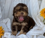 Puppy Hazel Cock-A-Poo